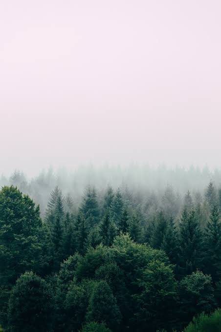 Deep green forest 